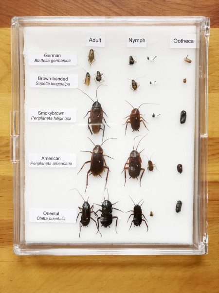 Display box with cockroach specimens used for identification workshop