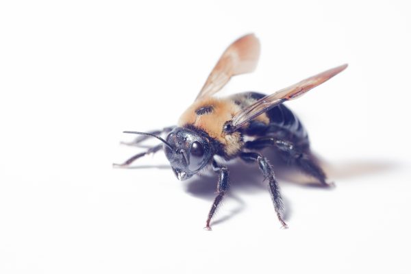 Female carpenter bee 